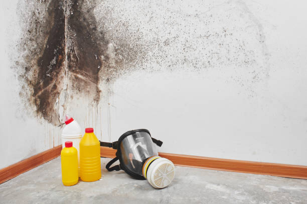 Best Emergency Mold Remediation in Kimball, NE