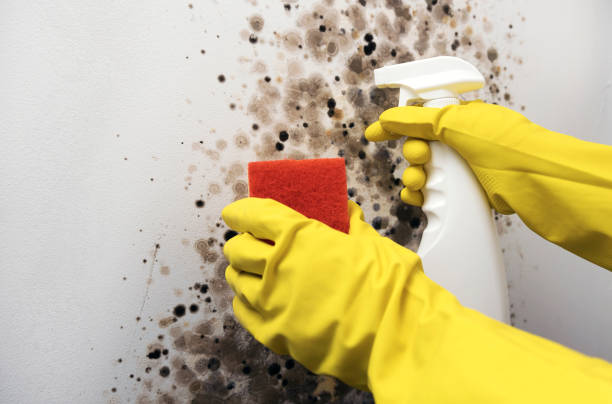 Best Industrial Mold Remediation in Kimball, NE